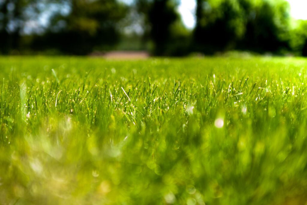 Beautiful Fake Artificial Grass