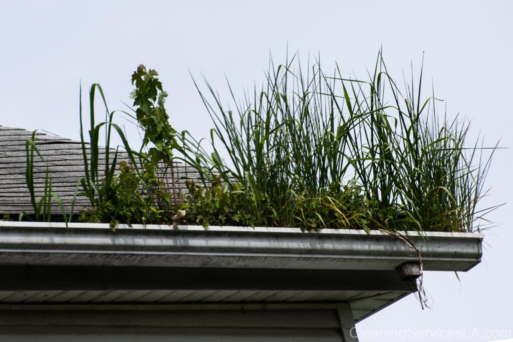 Gutter Cleaning