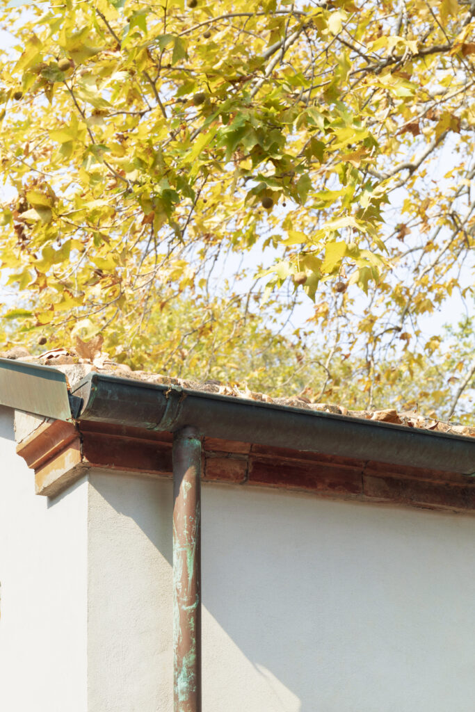 Tree Over Roof Dropping Leaves in Rain Gutter