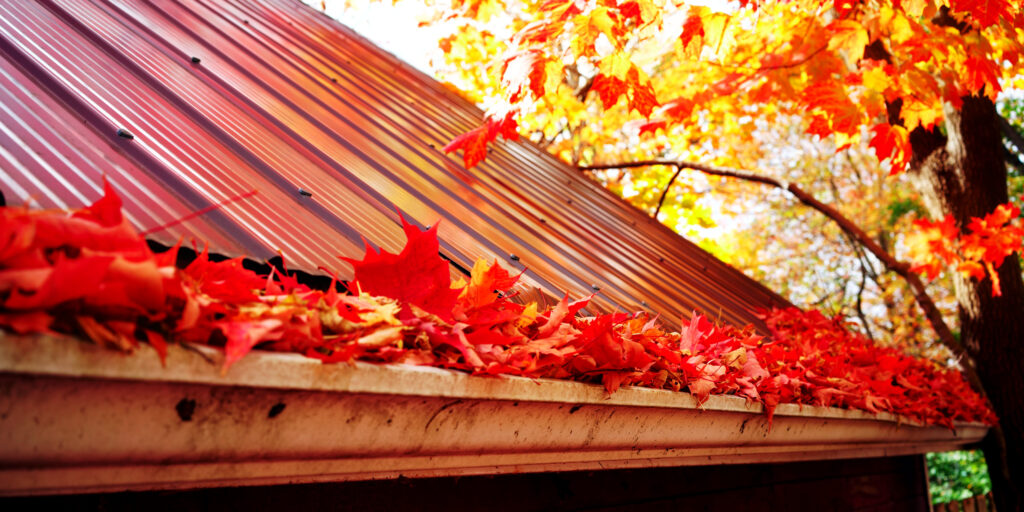 Tree Leaves in Gutter